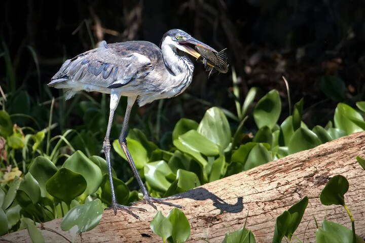Повезло! (цапле)