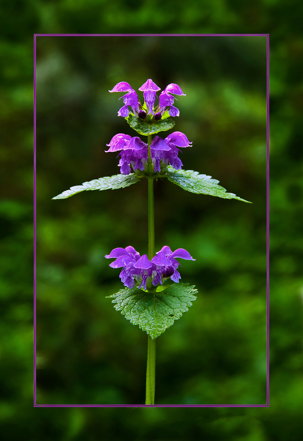 ФИОЛЕТОВОЕ Flora Flowers