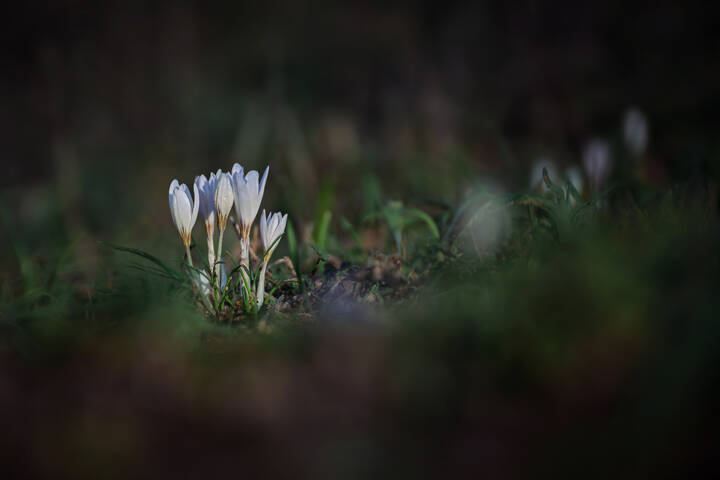 В тени травы