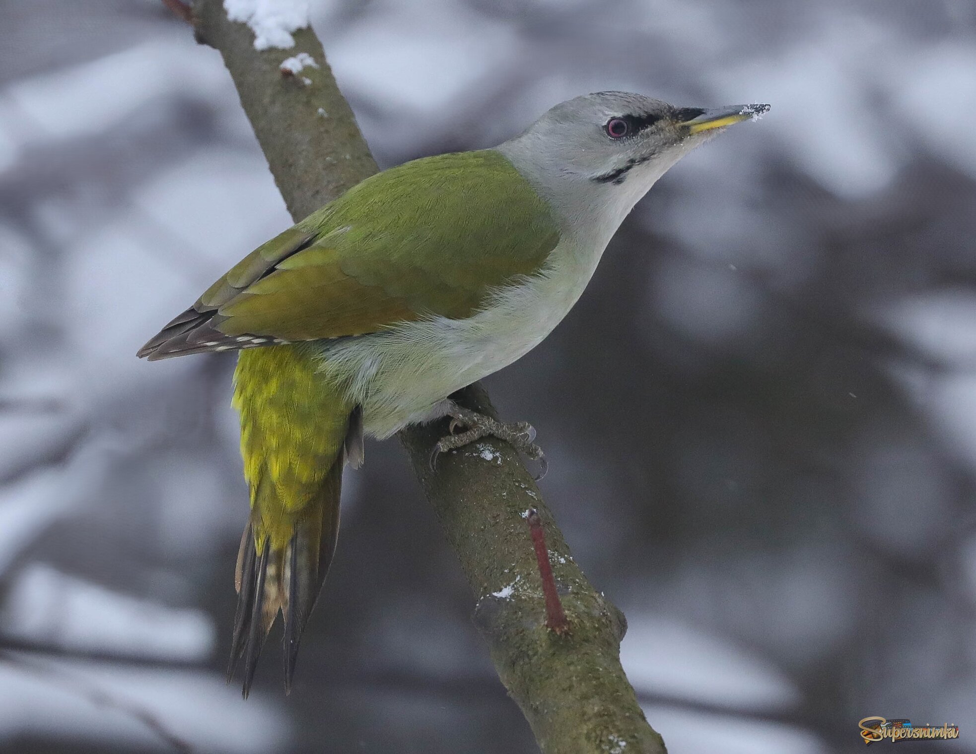 Настороженная