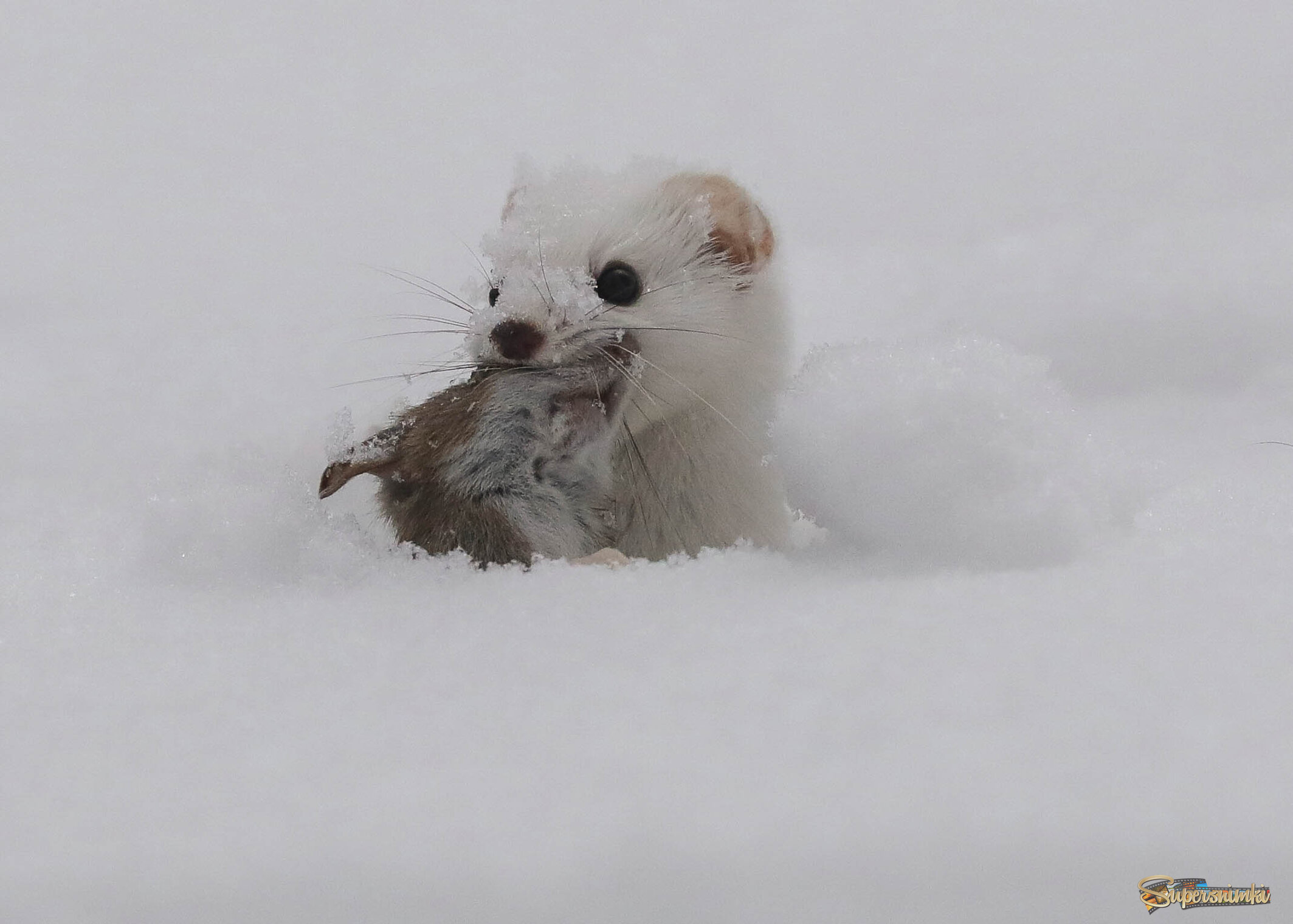 Милое создание? или монстр?