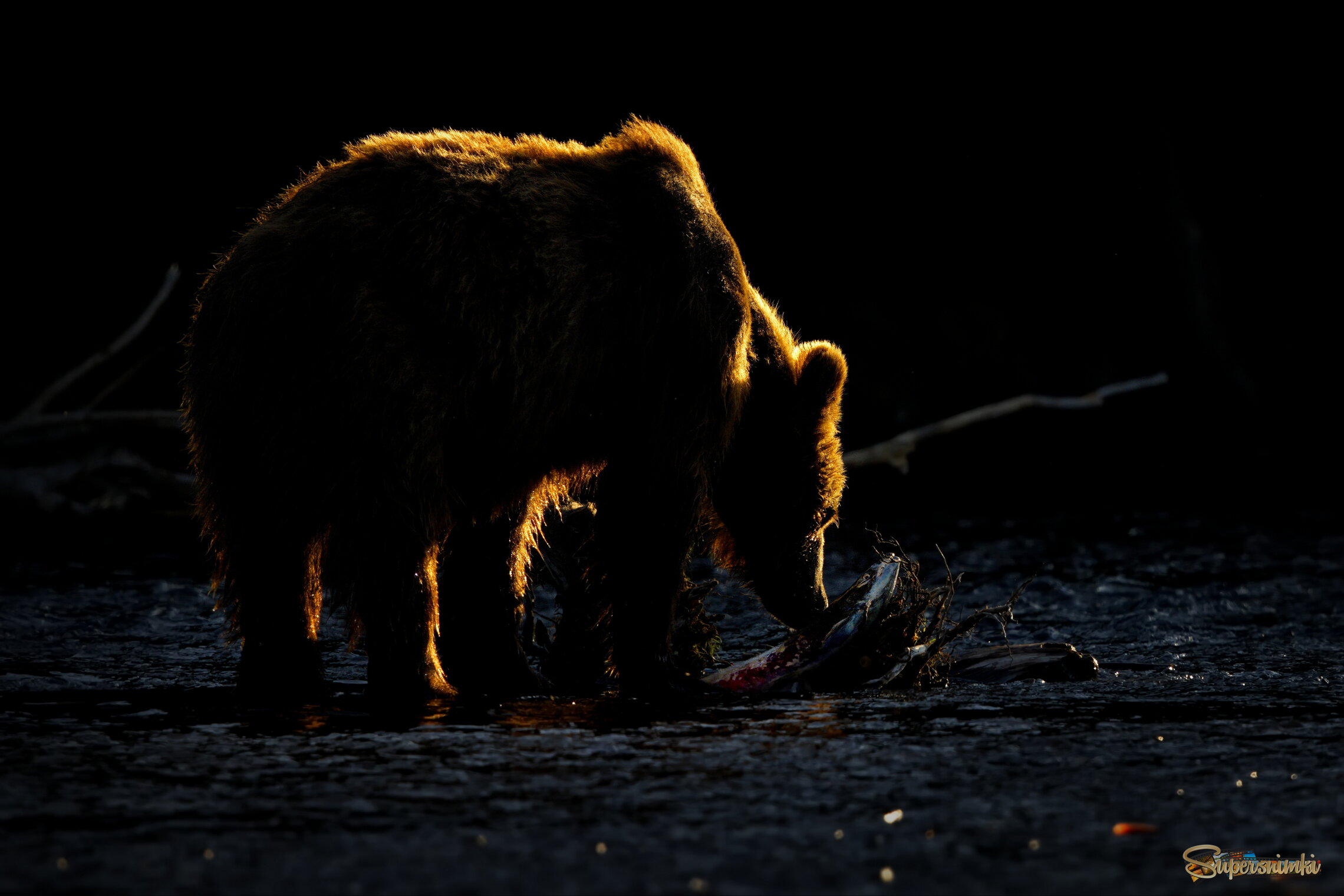 Вечерний улов