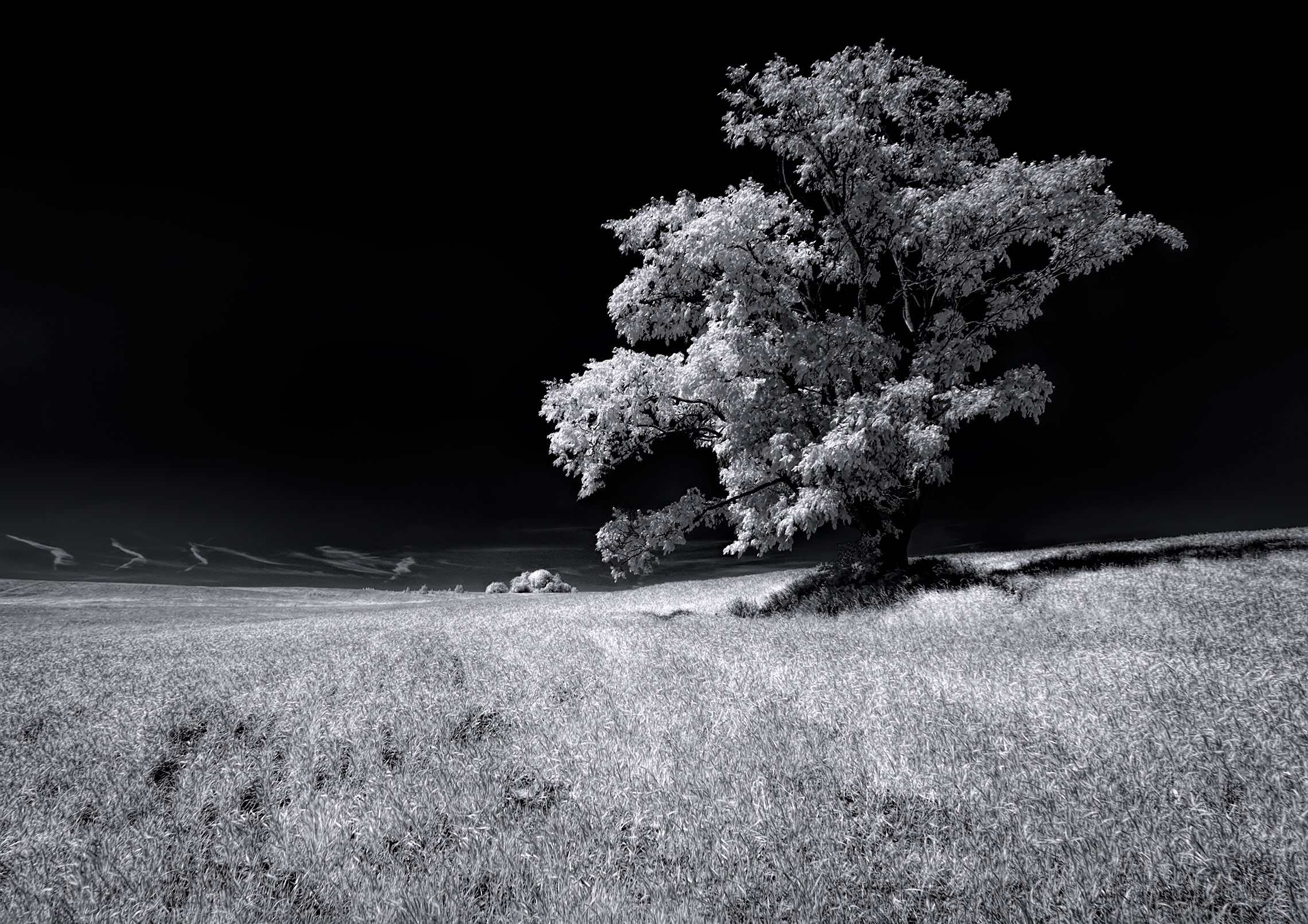 В летнем поле