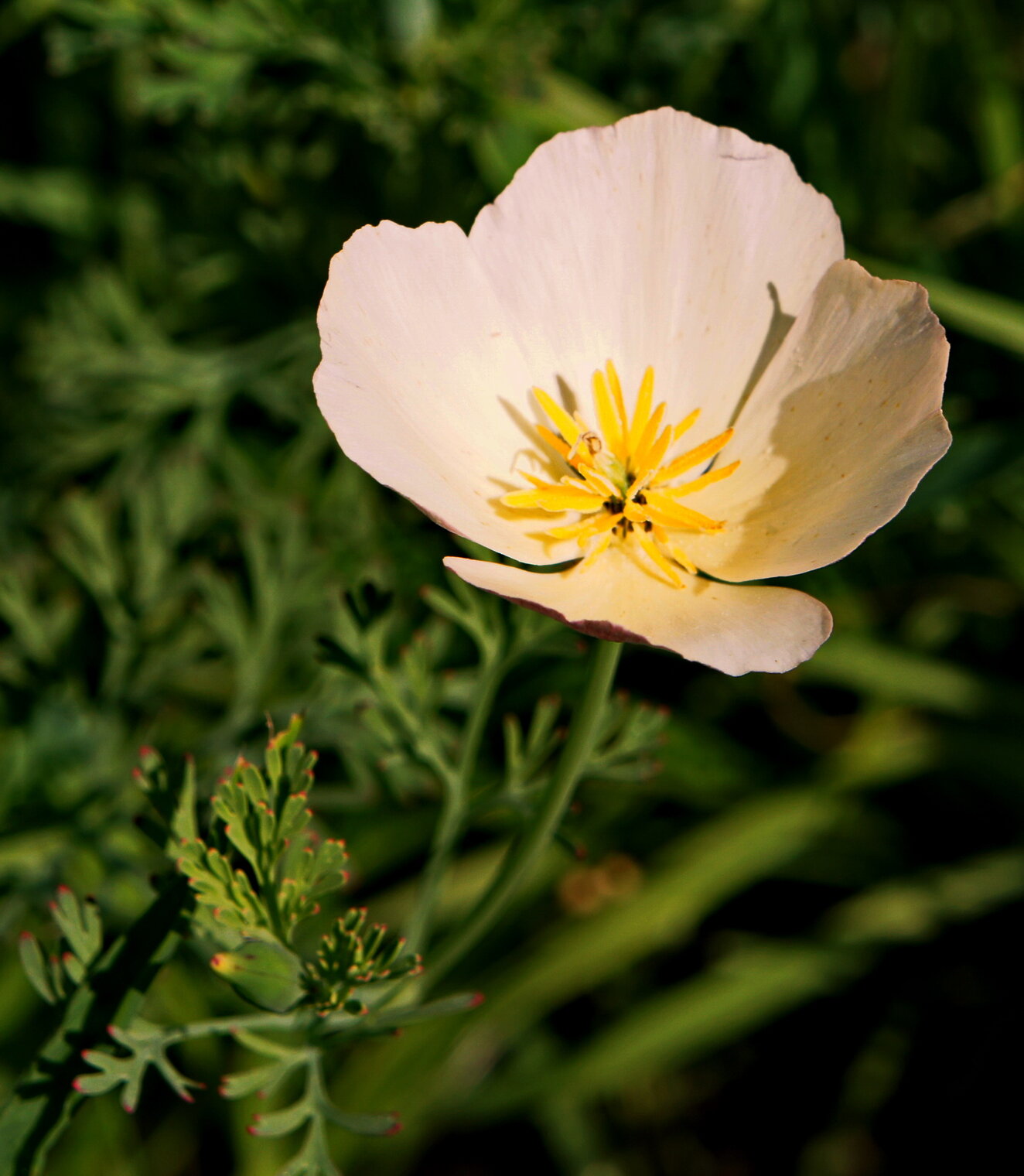 Зарождение цветка эшшольция.