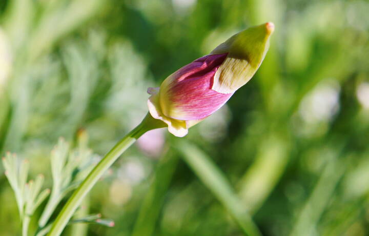 Зарождение цветка эшшольция.