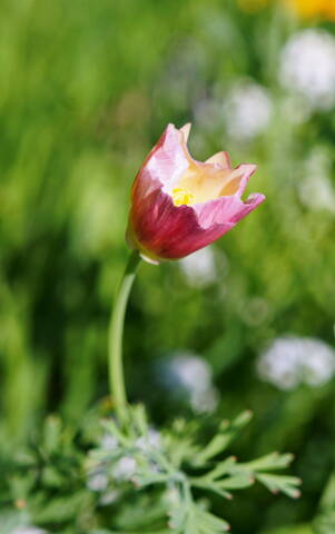 Зарождение цветка эшшольция.