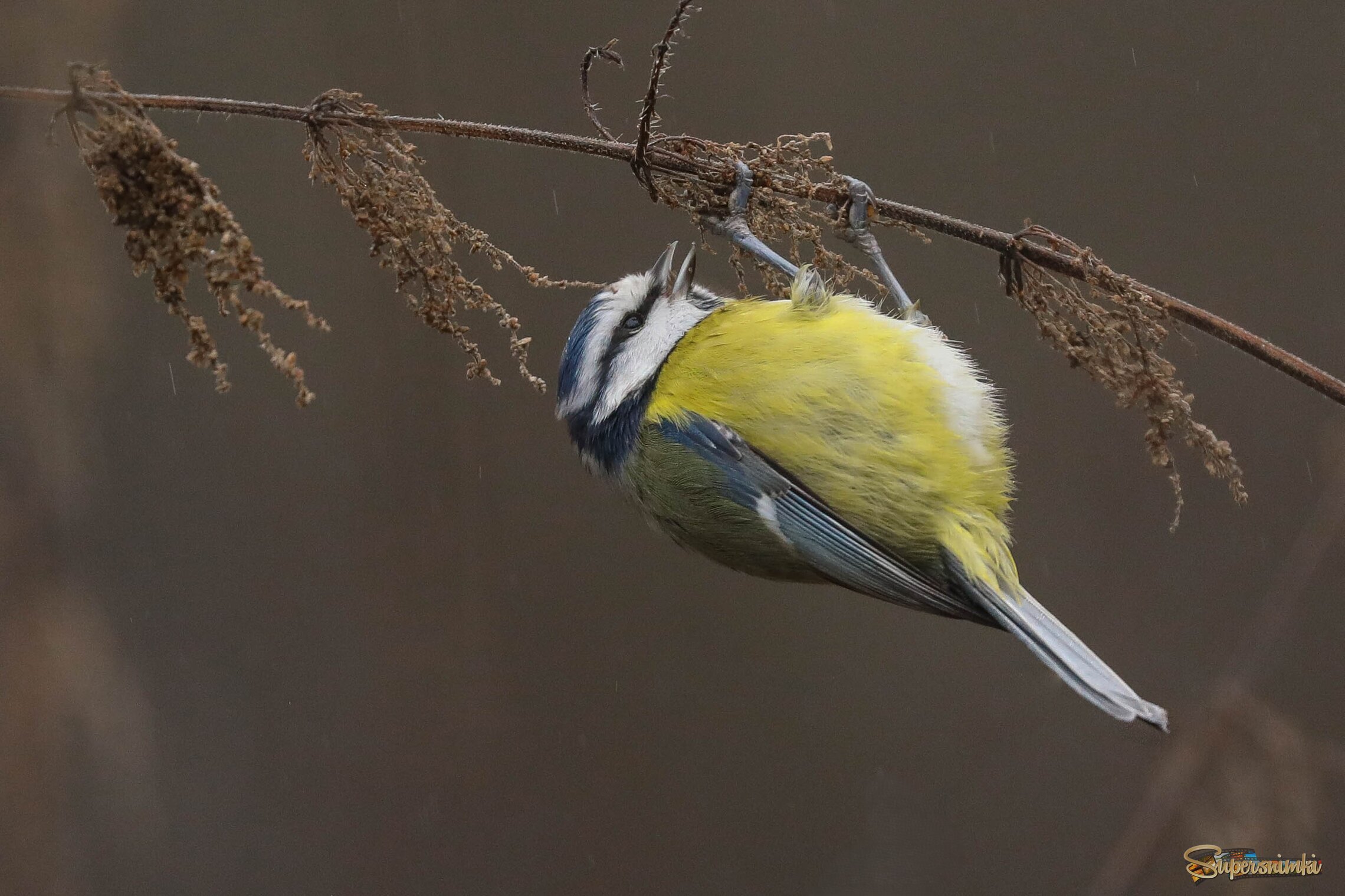 Кушать хочется в любую погоду!
