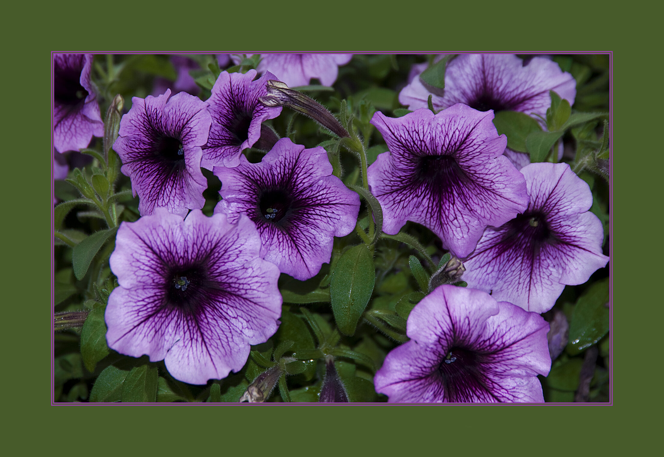 ФИОЛЕТОВОЕ Flora Flowers