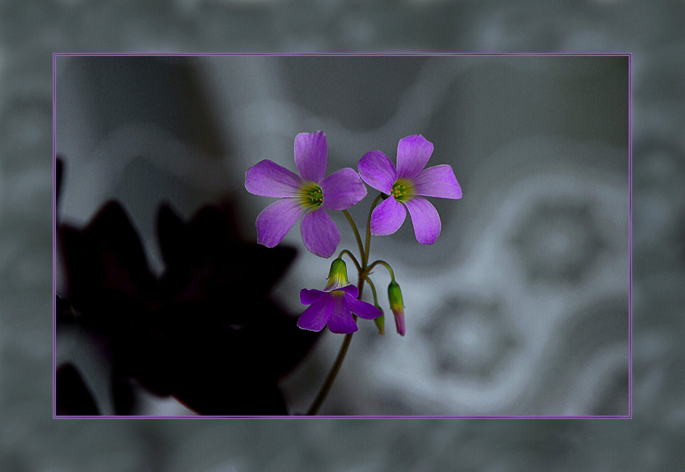 ФИОЛЕТОВОЕ Flora Flowers