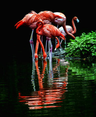 Фламинго