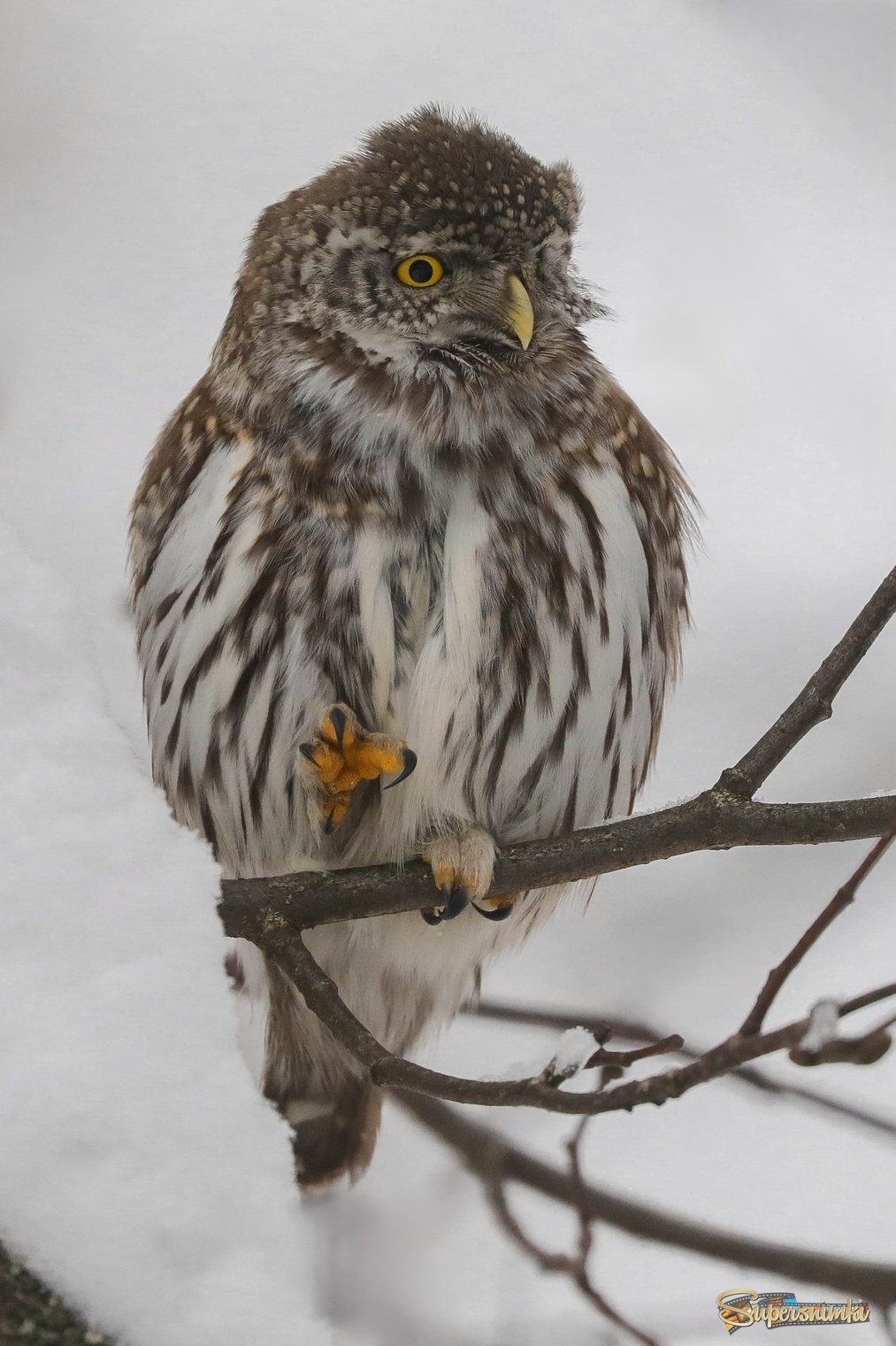 Сыч тоже может быть смешным