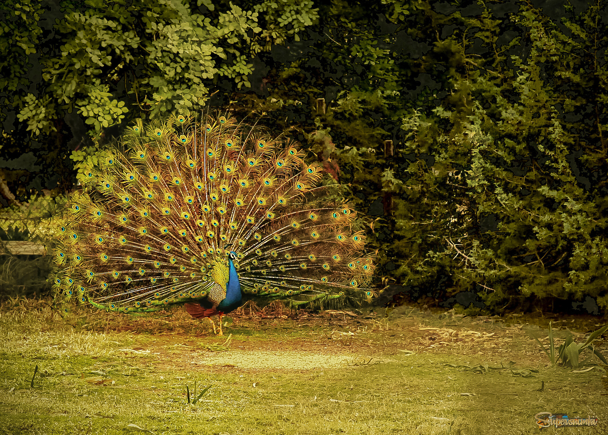 "...павлины говоришь..."