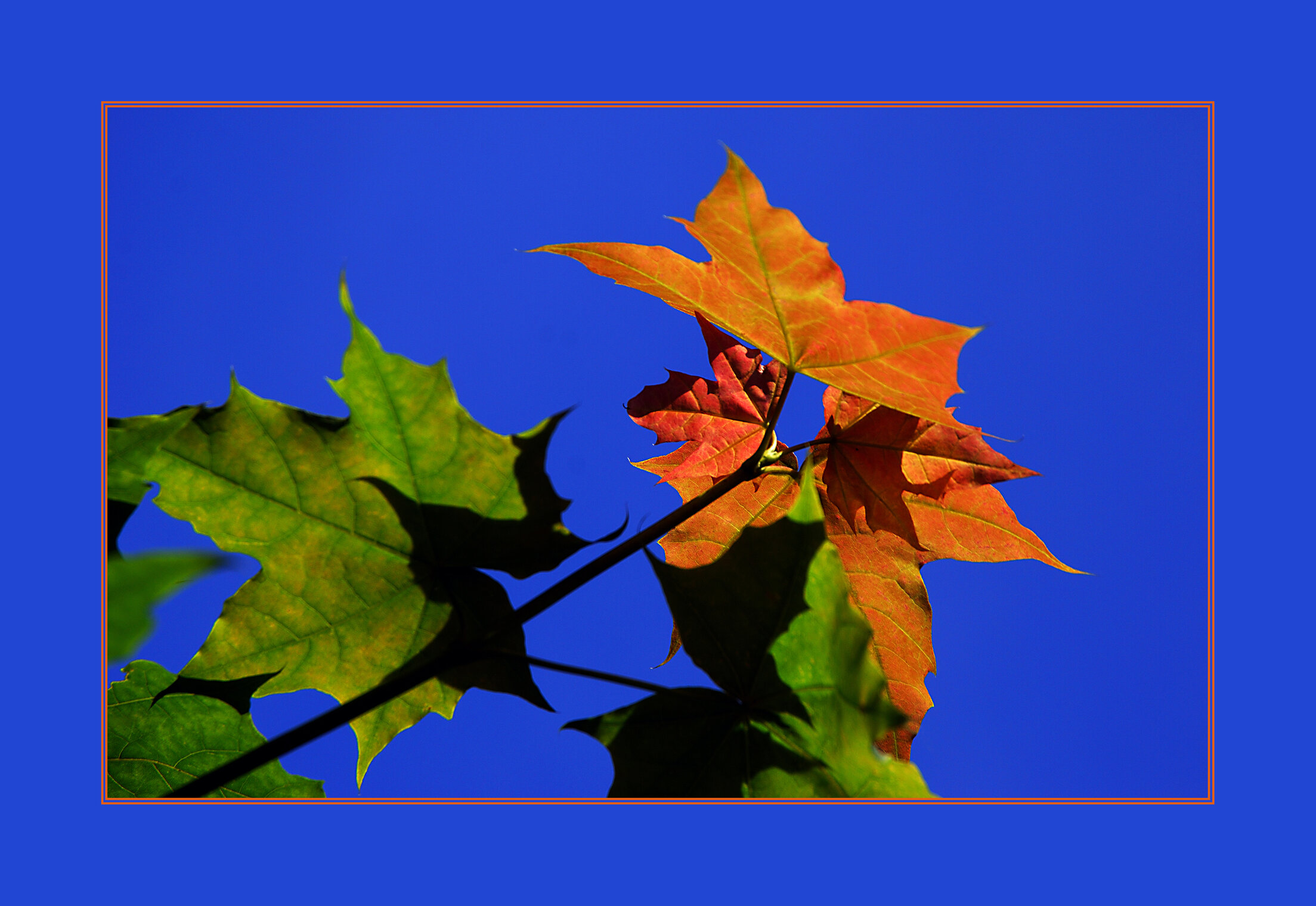 ОРАНЖЕВОЕ Flora