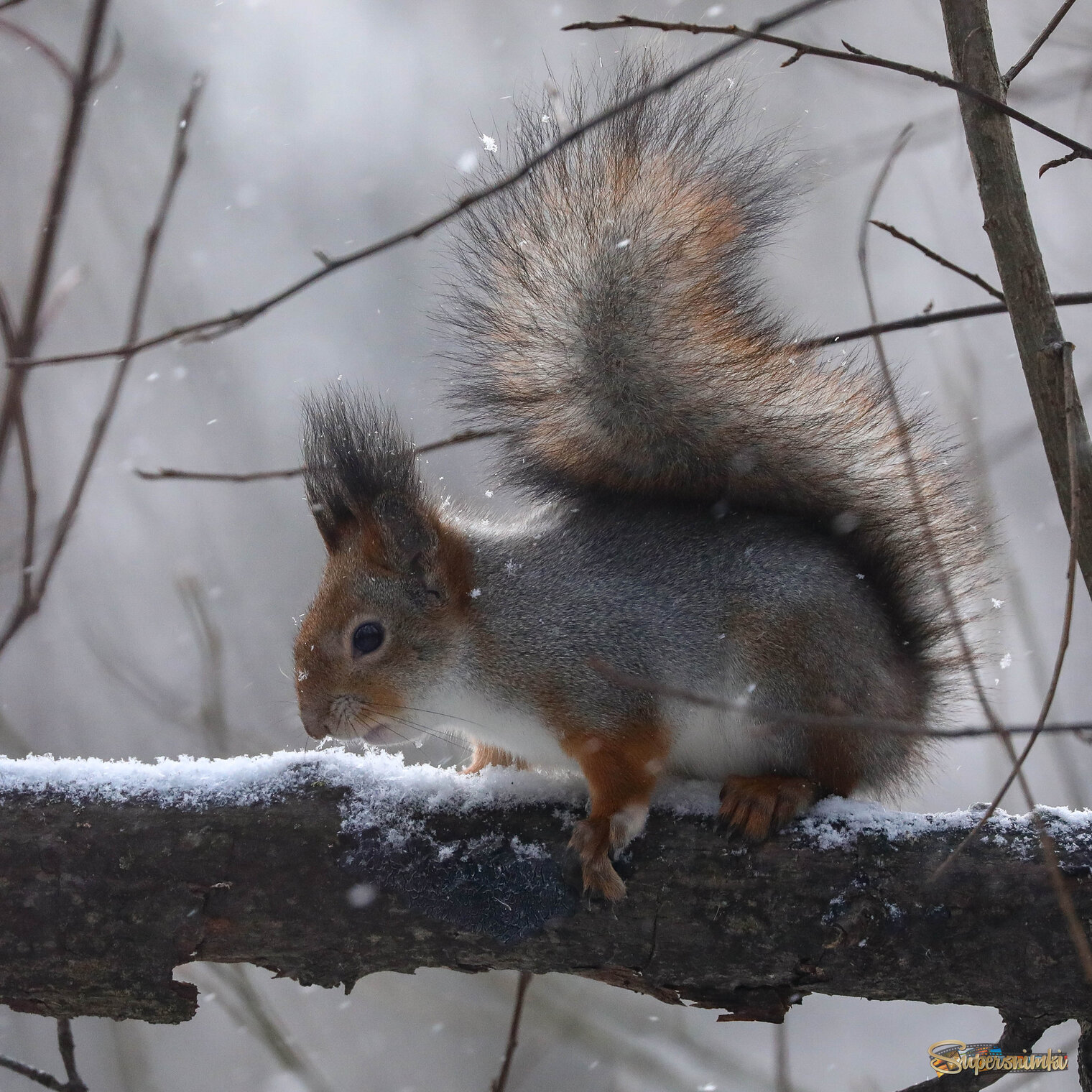 Снежный день