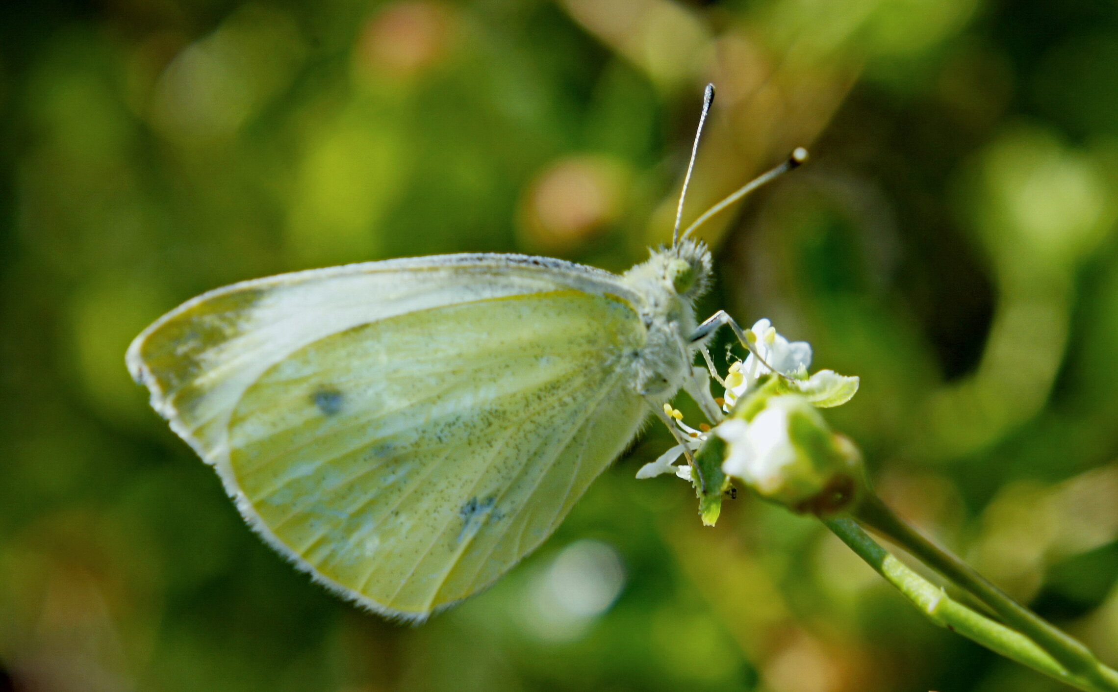 Весенняя бабочка.