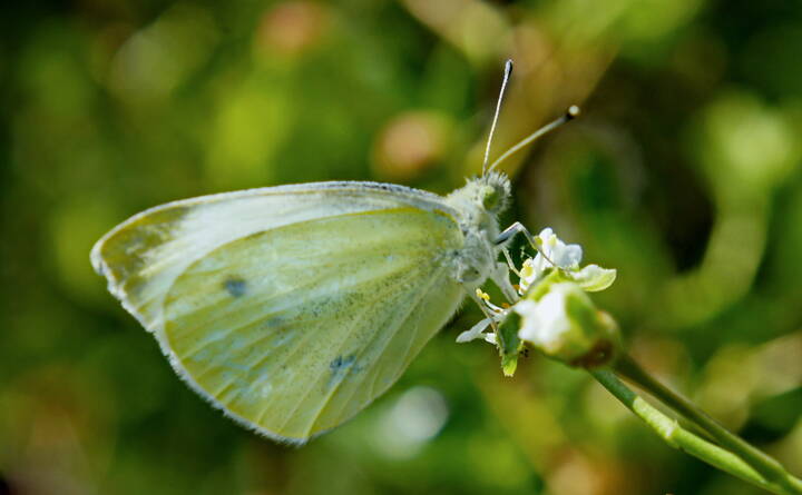 Весенняя бабочка.