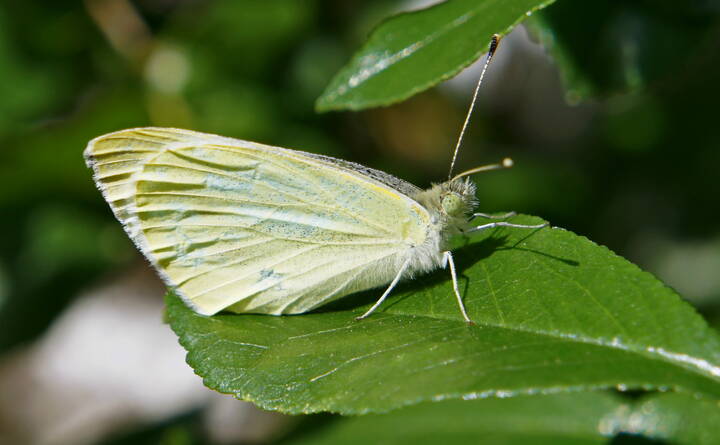 Весенняя бабочка.