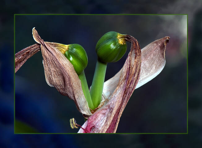 Flora