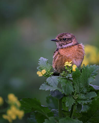 Западный черноголовый чекан