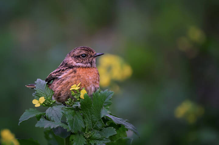 Западный черноголовый чекан