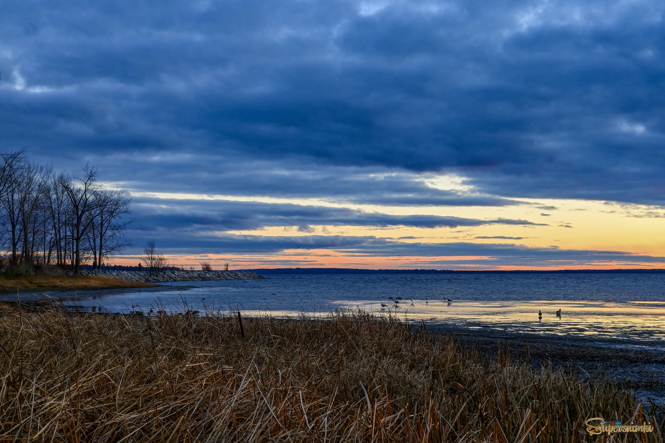 Чайки на серебре