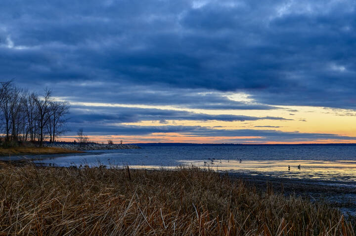Чайки на серебре