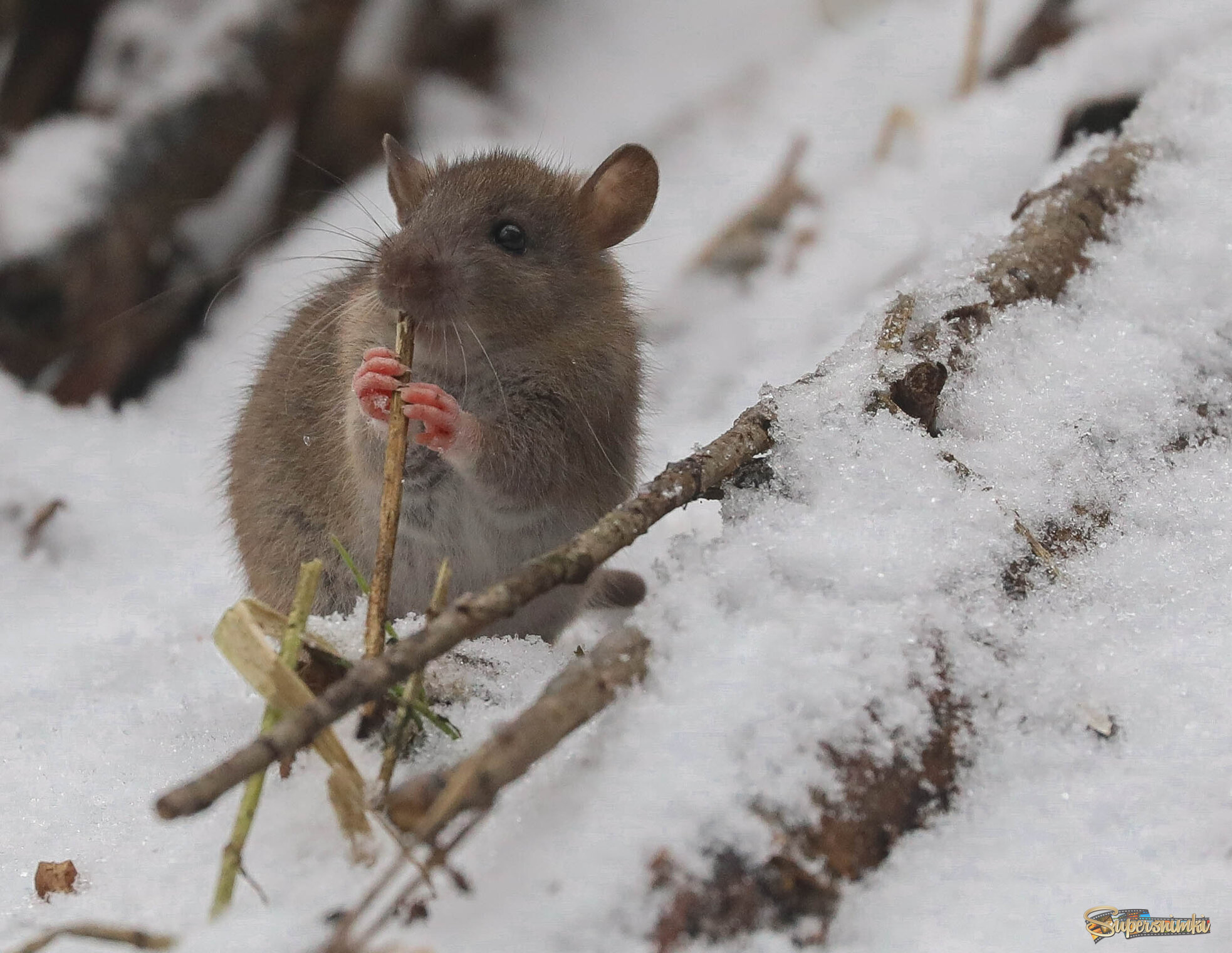 Юный флейтист