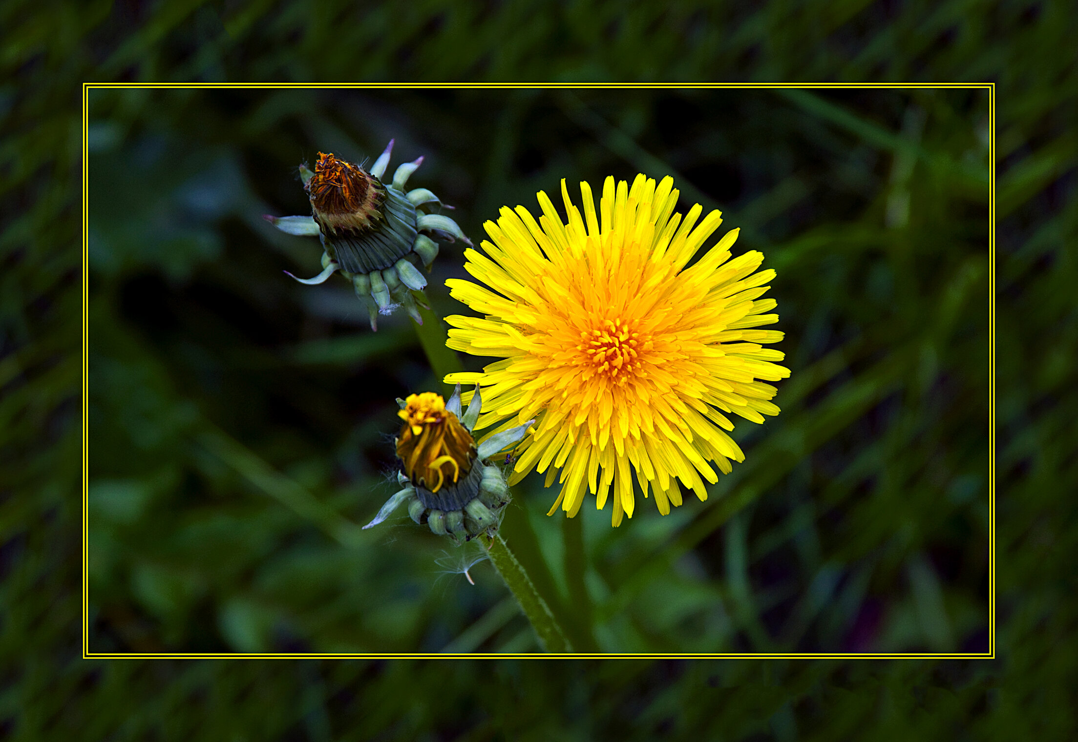 ЖЁЛТОЕ Flora Flowers