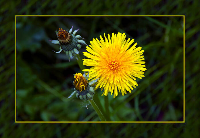 ЖЁЛТОЕ Flora Flowers