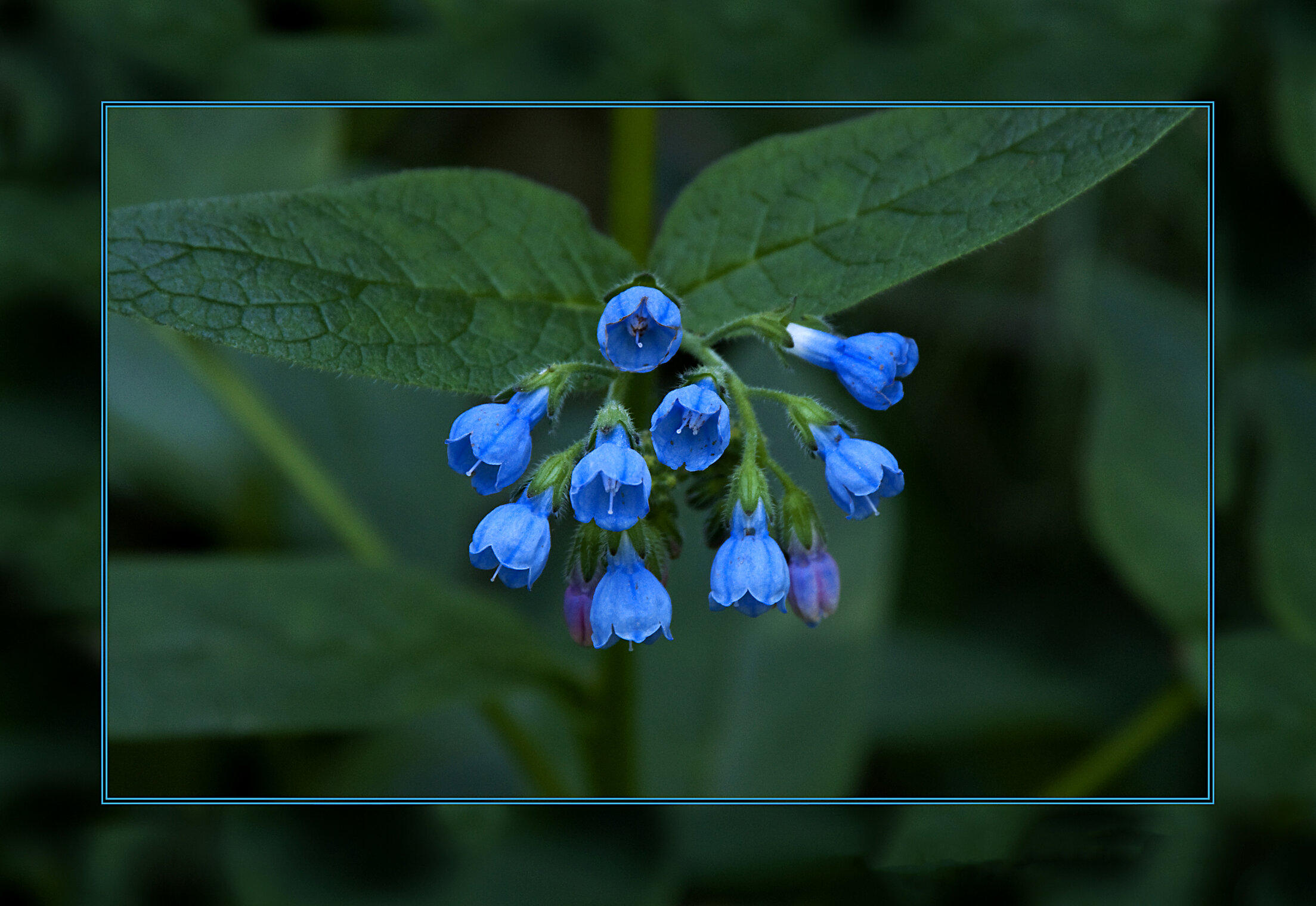 ГОЛУБОЕ Flora Flowers