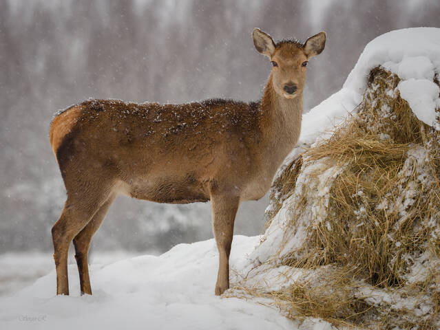 На прикорме...