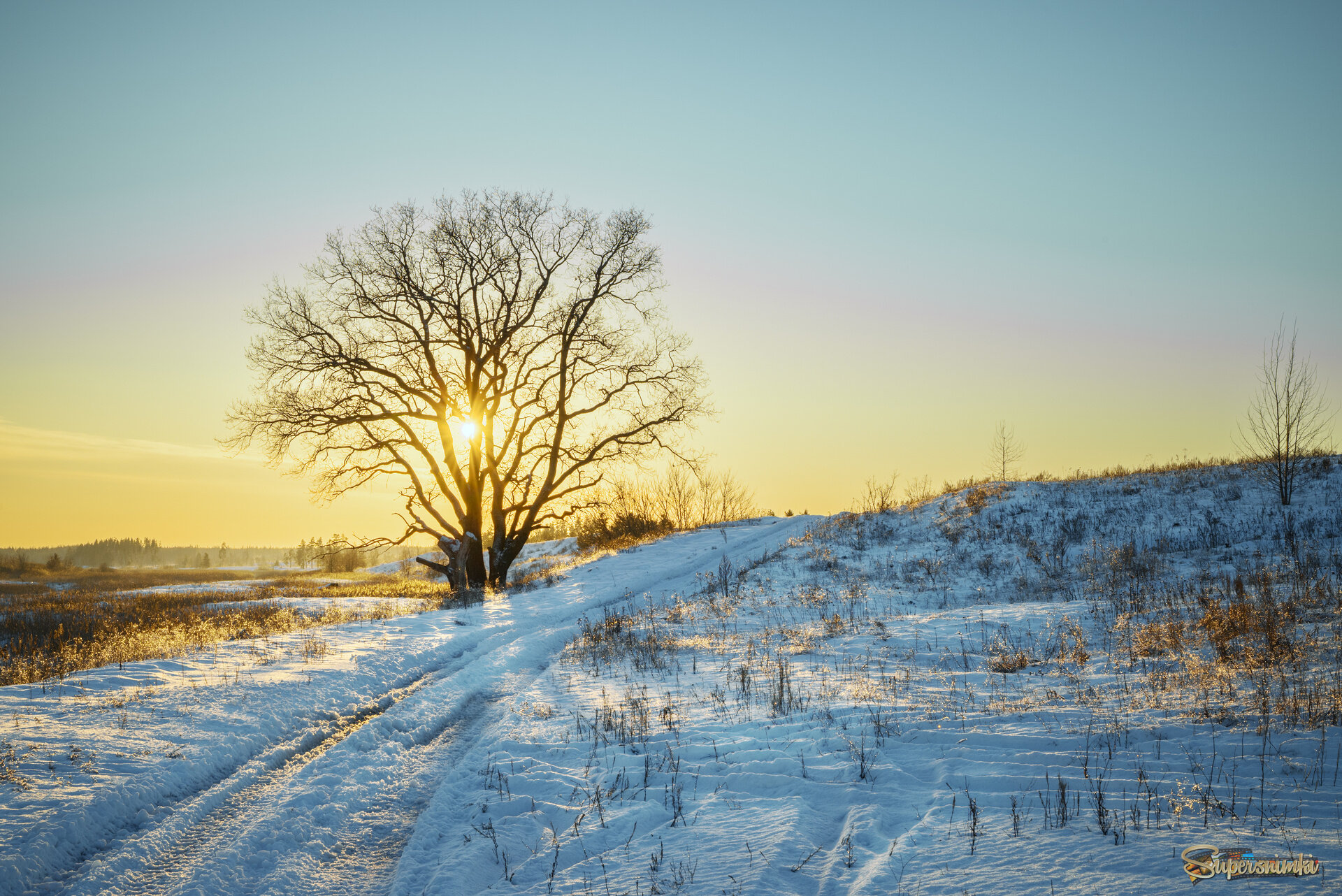 В тени раскидистой кроны