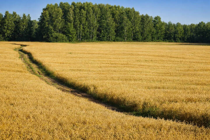 Овёс