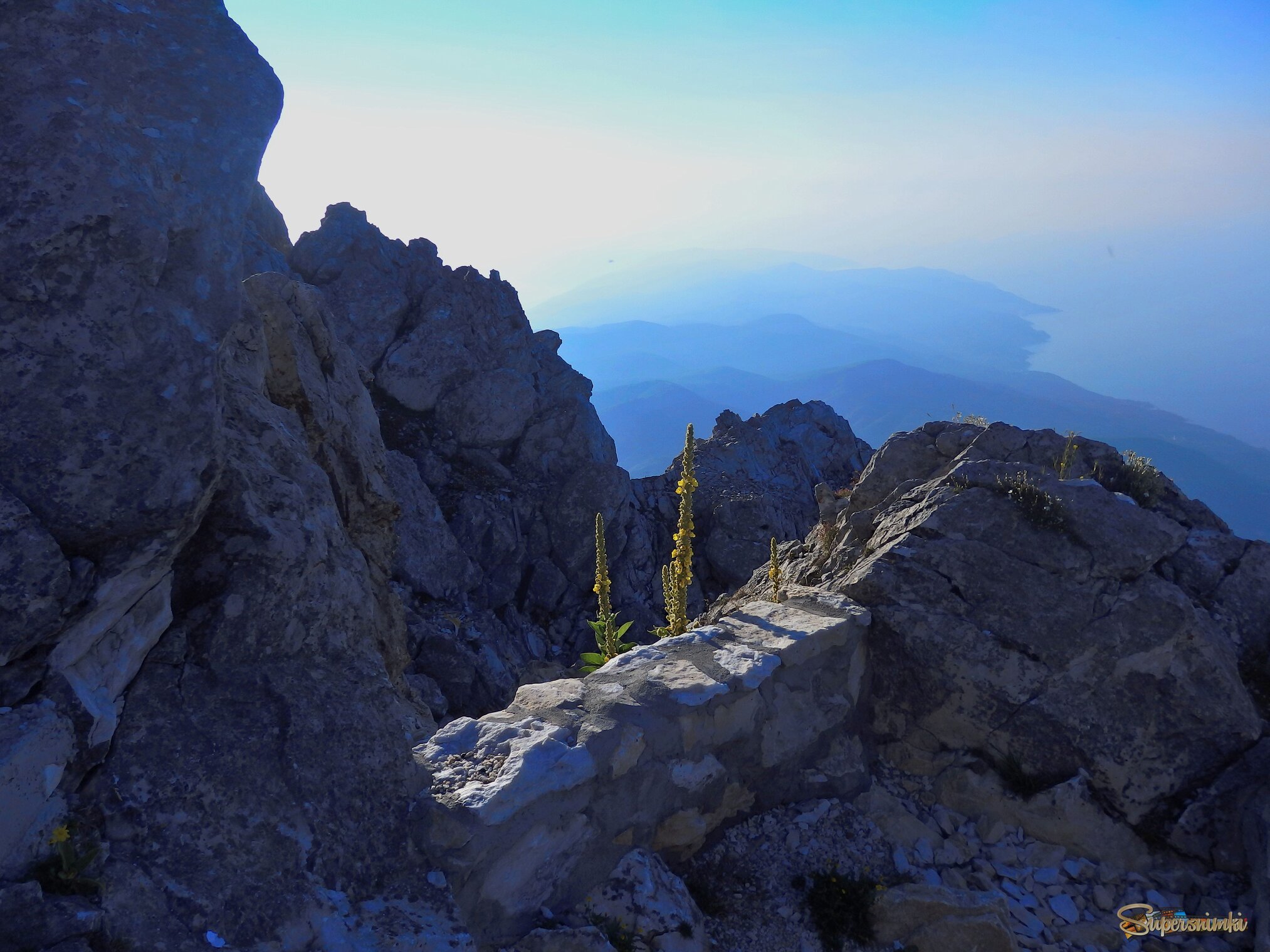 И на камнях растут цветы