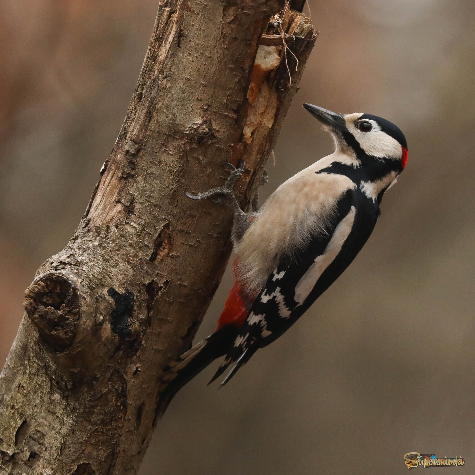 Я всё вижу... 