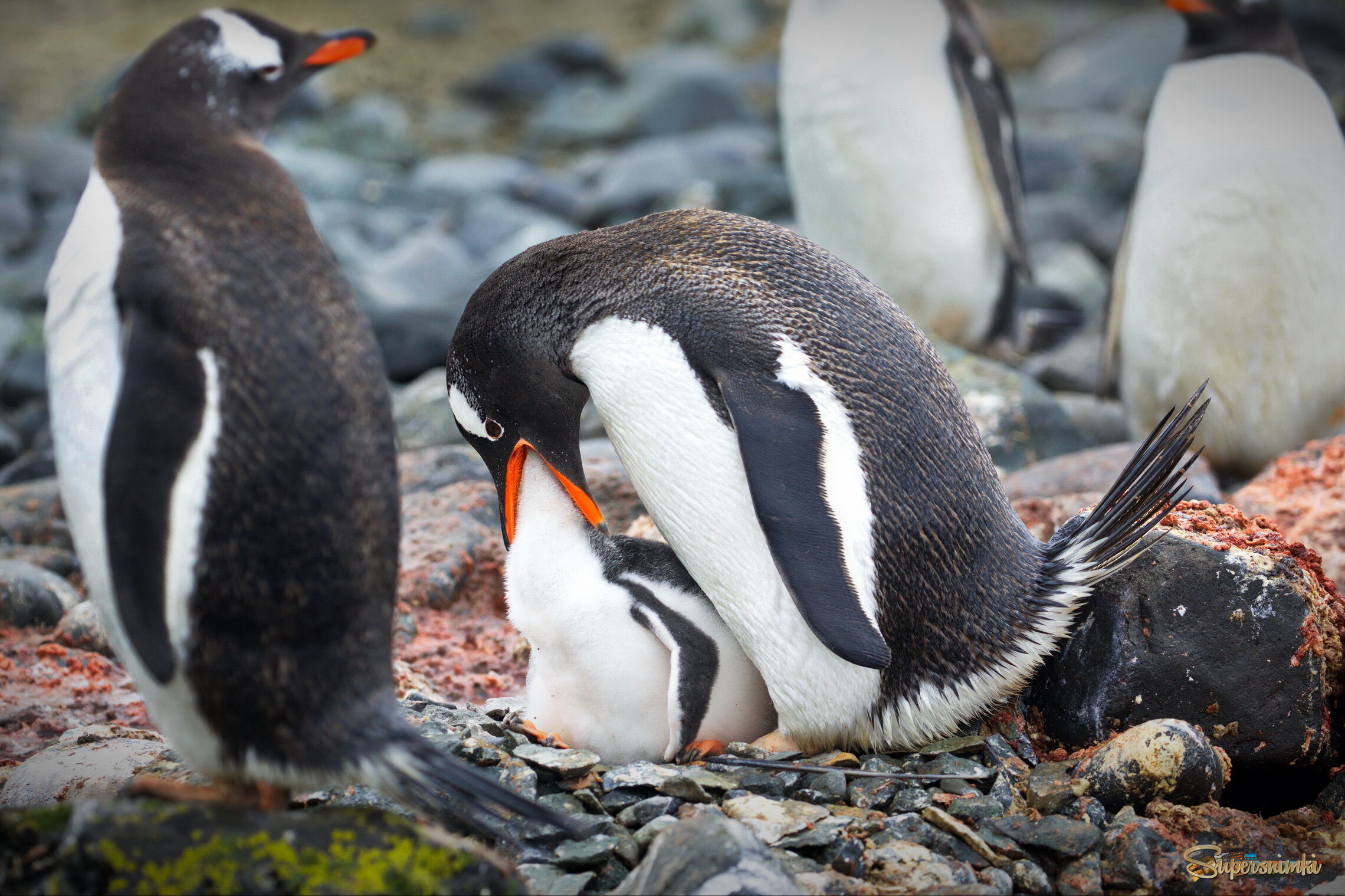 Поглощение строптивого
