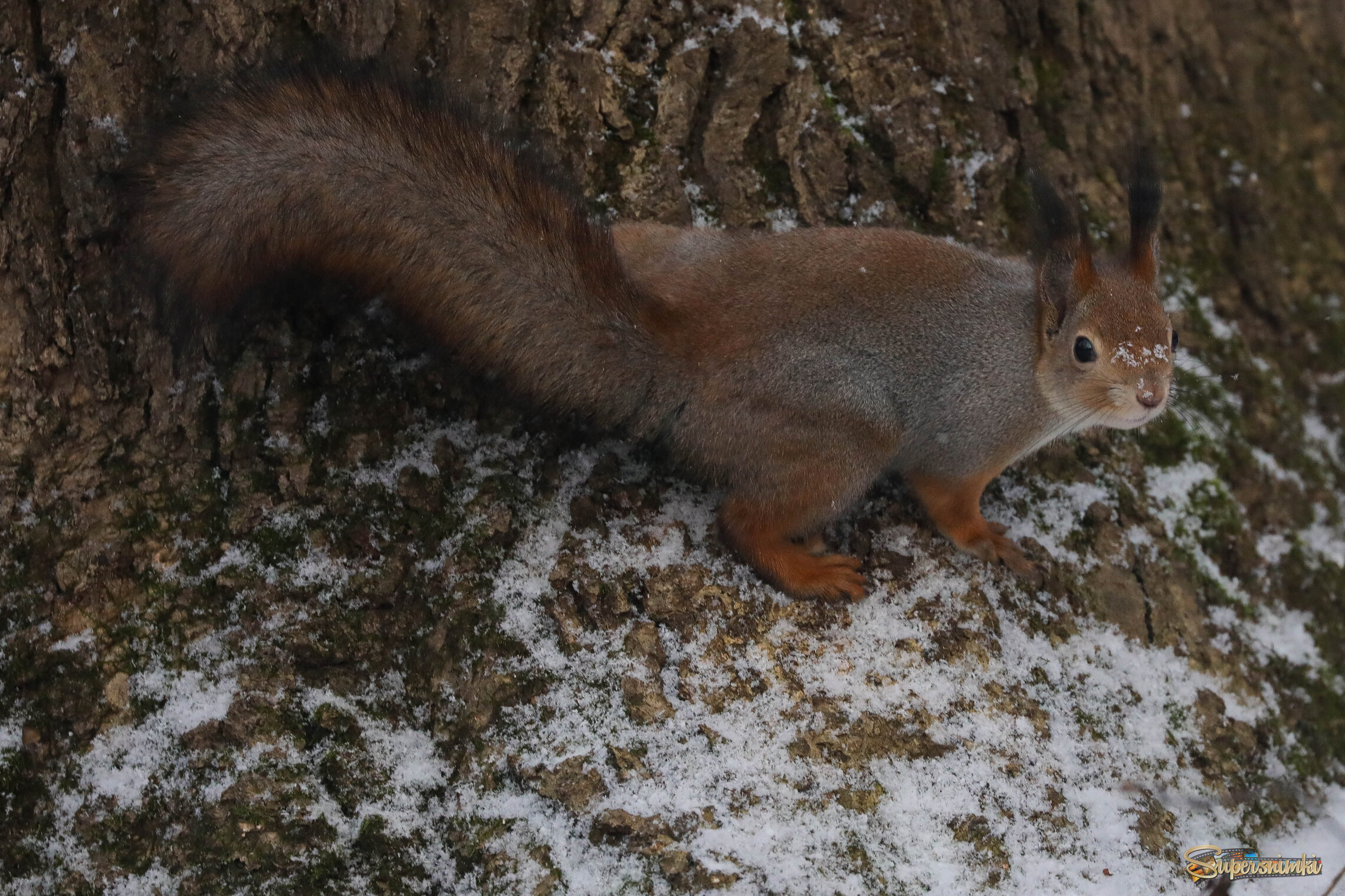 Маскировка