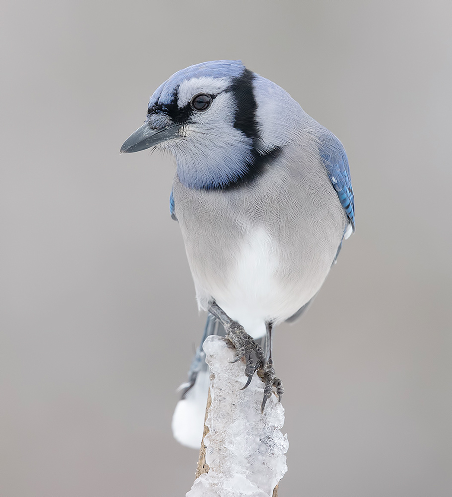 Голубая сойка -Blue Jay