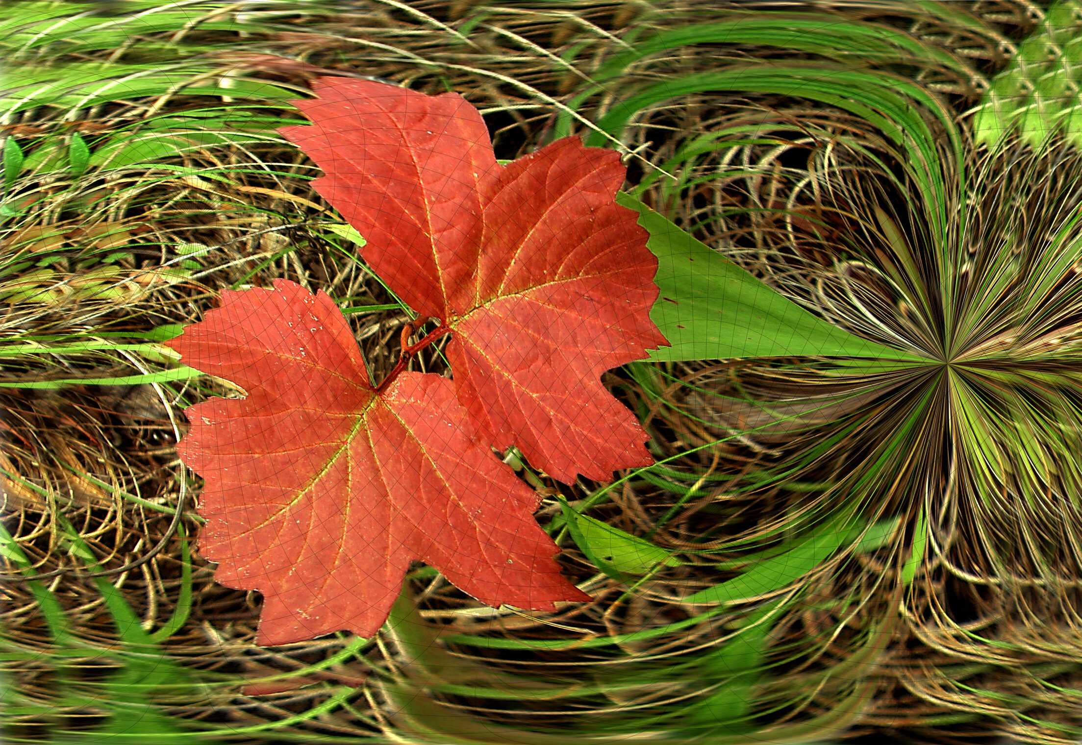 ОРАНЖЕВО-КРАСНОЕ Flora