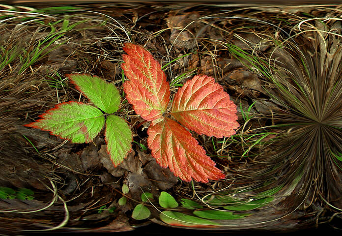 ОРАНЖЕВО-КРАСНОЕ Flora