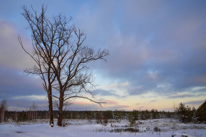 Два одиноких великана