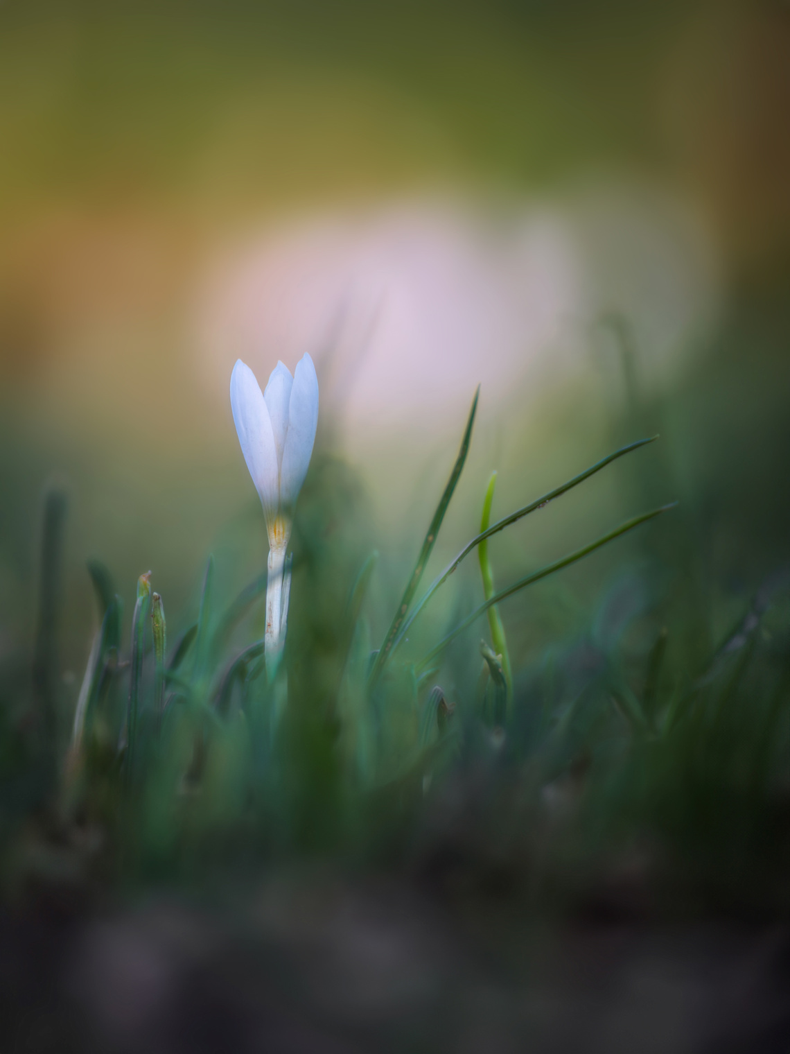 Сквозь шум травы