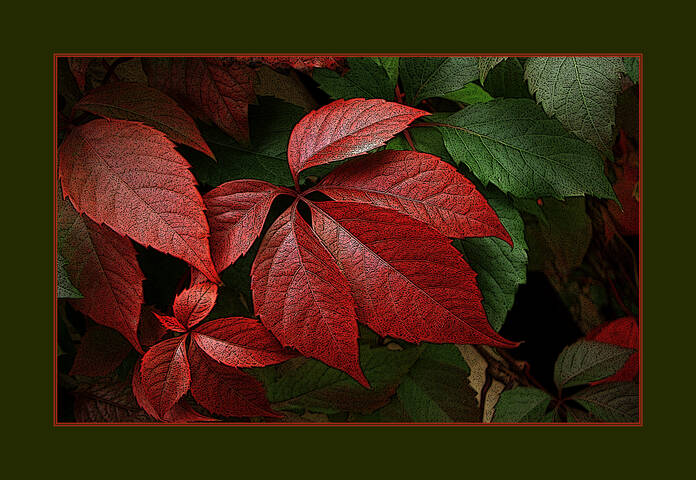 КРАСНОЕ Flora