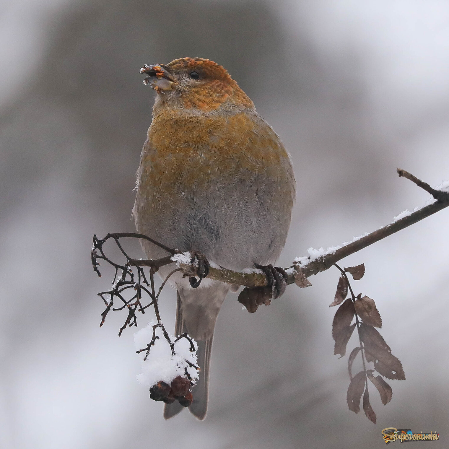 Ох, наемся рябины!