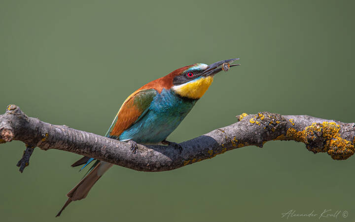 Пчела на перекус