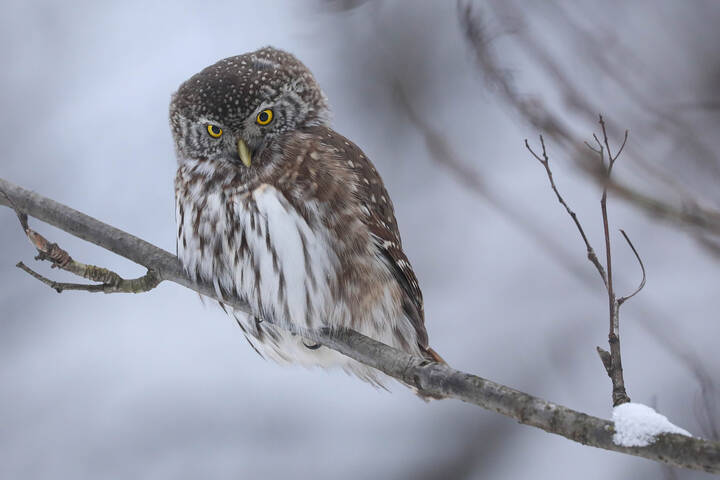 Неутомимый охотник