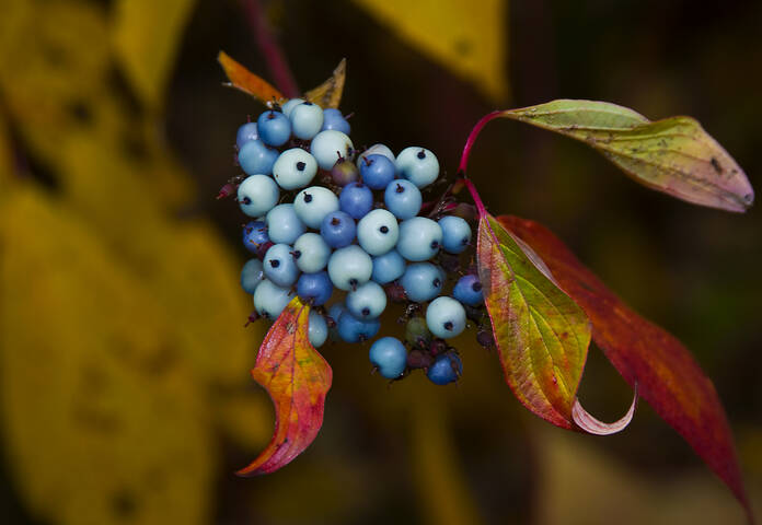 ГОЛУБОЕ Flora