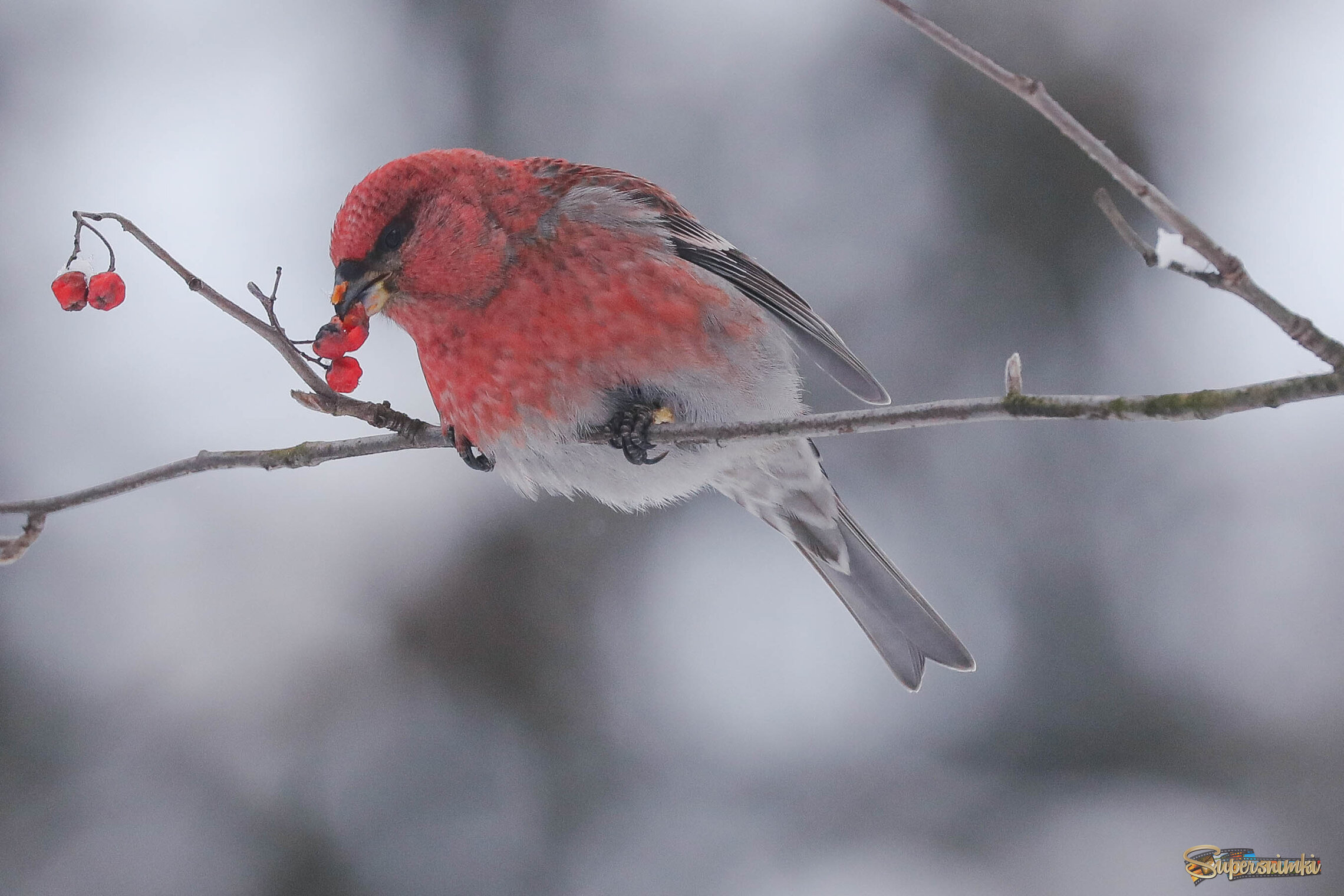 Пожиратель рябины