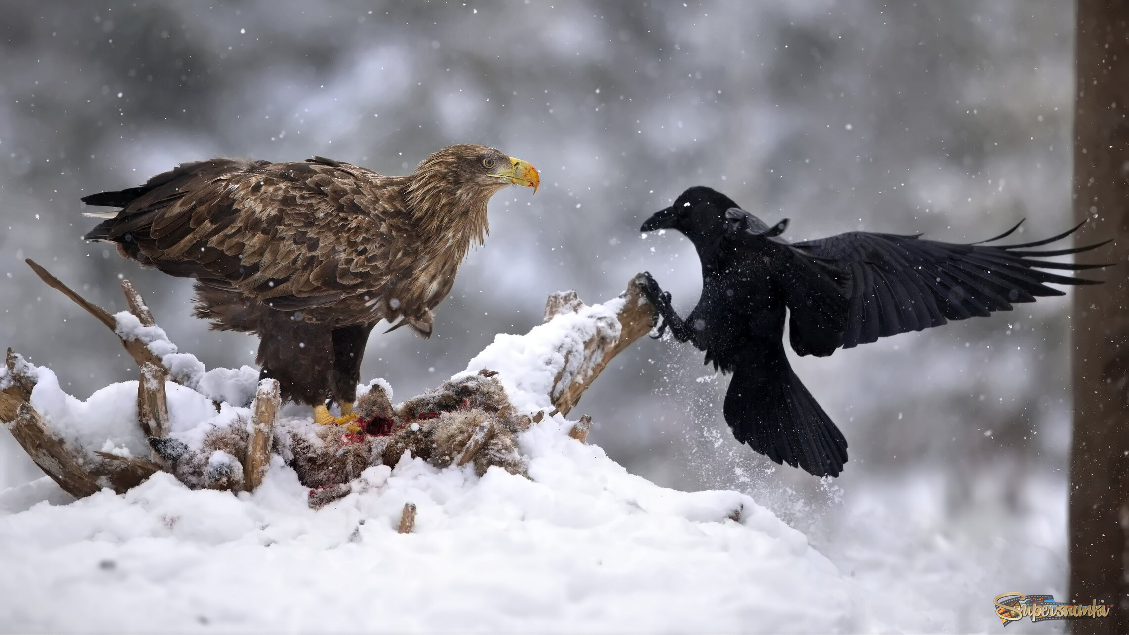 Ты чьих будешь?