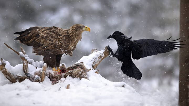 Ты чьих будешь?